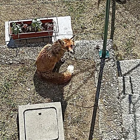 Apartamento Casa Della Volpe Arcumeggia